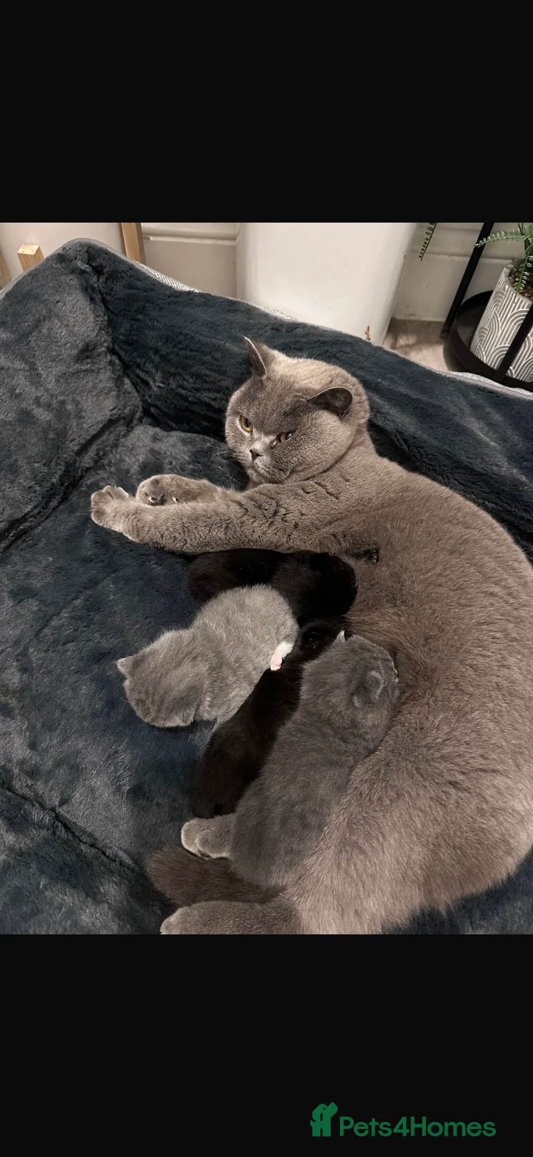 British Shorthair cats for sale: 9 week old kitten - Advert 2
