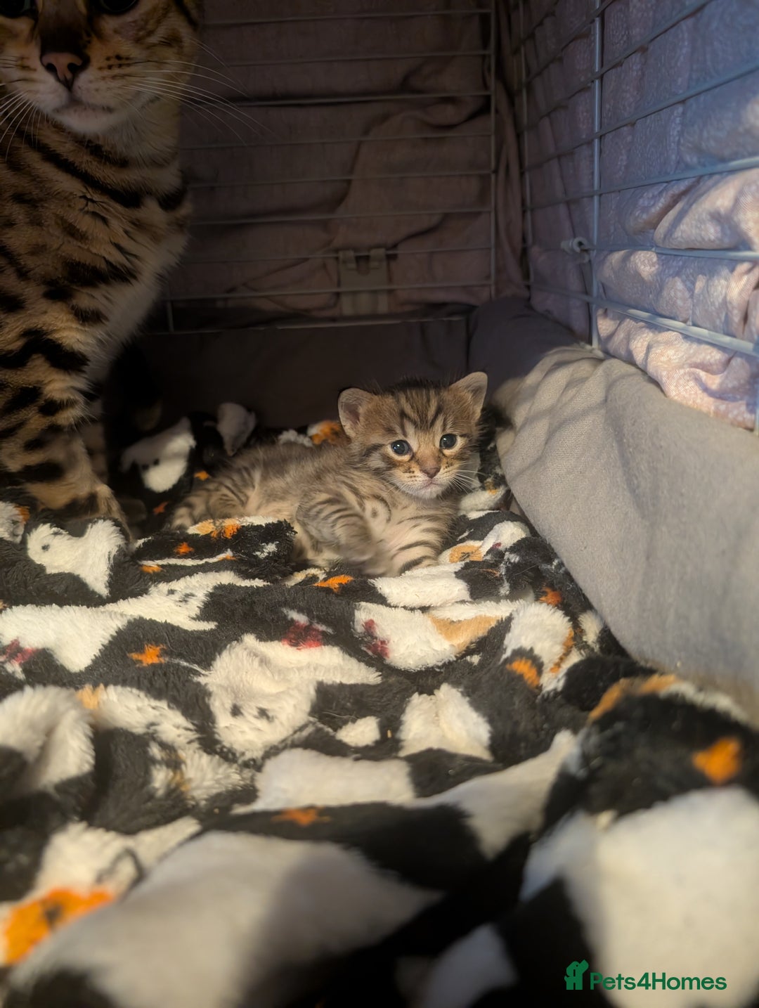 Bengal cats for sale: Beautiful Bengal X Maine coon baby  - Image 4