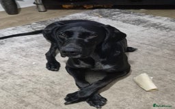 German Shorthaired Pointer dogs for sale: German Shorthaired Pointer/Irish Setter-Poinsetter - Image 4