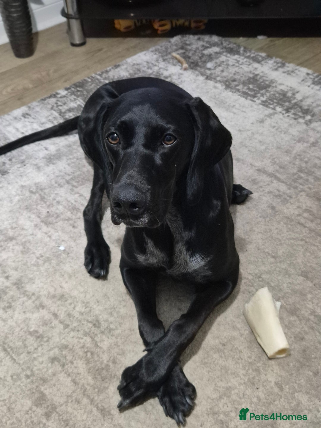 German Shorthaired Pointer dogs for sale: German Shorthaired Pointer/Irish Setter-Poinsetter - Image 4