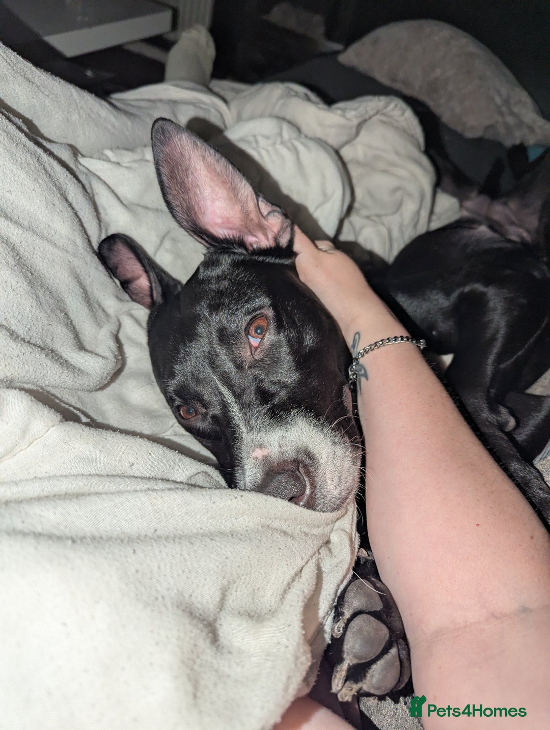 Mixed Breed dogs for sale: Luna looking for a forever home  - Image 2