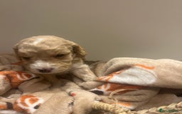 Mixed Breed dogs for sale: BEAUTIFUL PUPPIES - Cockapoo x Sproodle  - Image 7