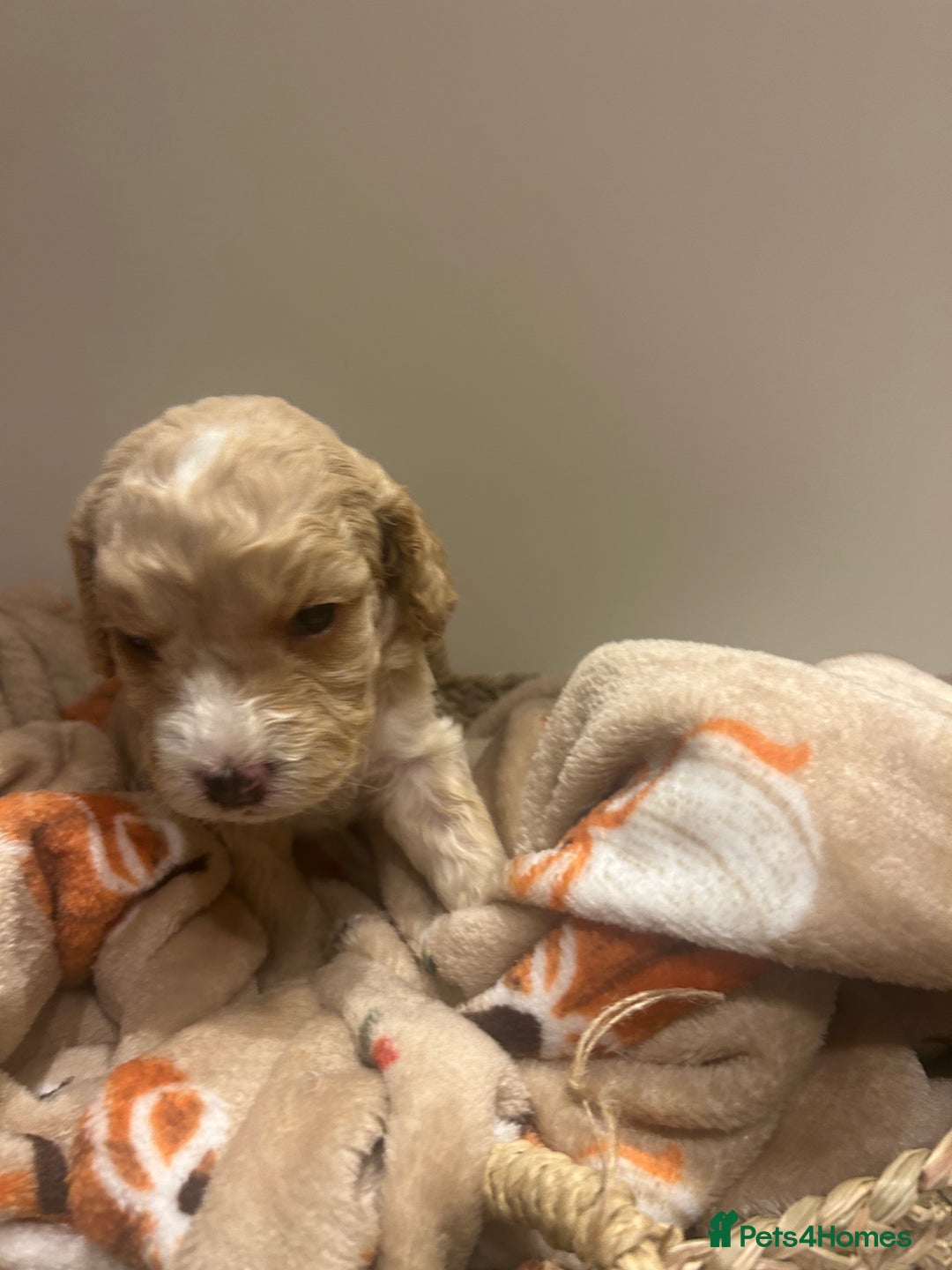 Mixed Breed dogs for sale: BEAUTIFUL PUPPIES - Cockapoo x Sproodle  - Image 7