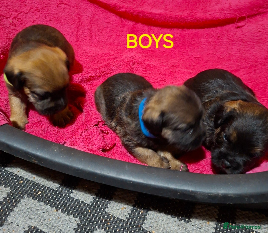 Border Terrier dogs for sale: KC REGISTERED BORDER TERRIERS SLEM CLEAR  - Advert 6
