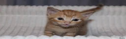 British Shorthair cats for sale: Stunning british short hair kittens 🐱  - Advert 31