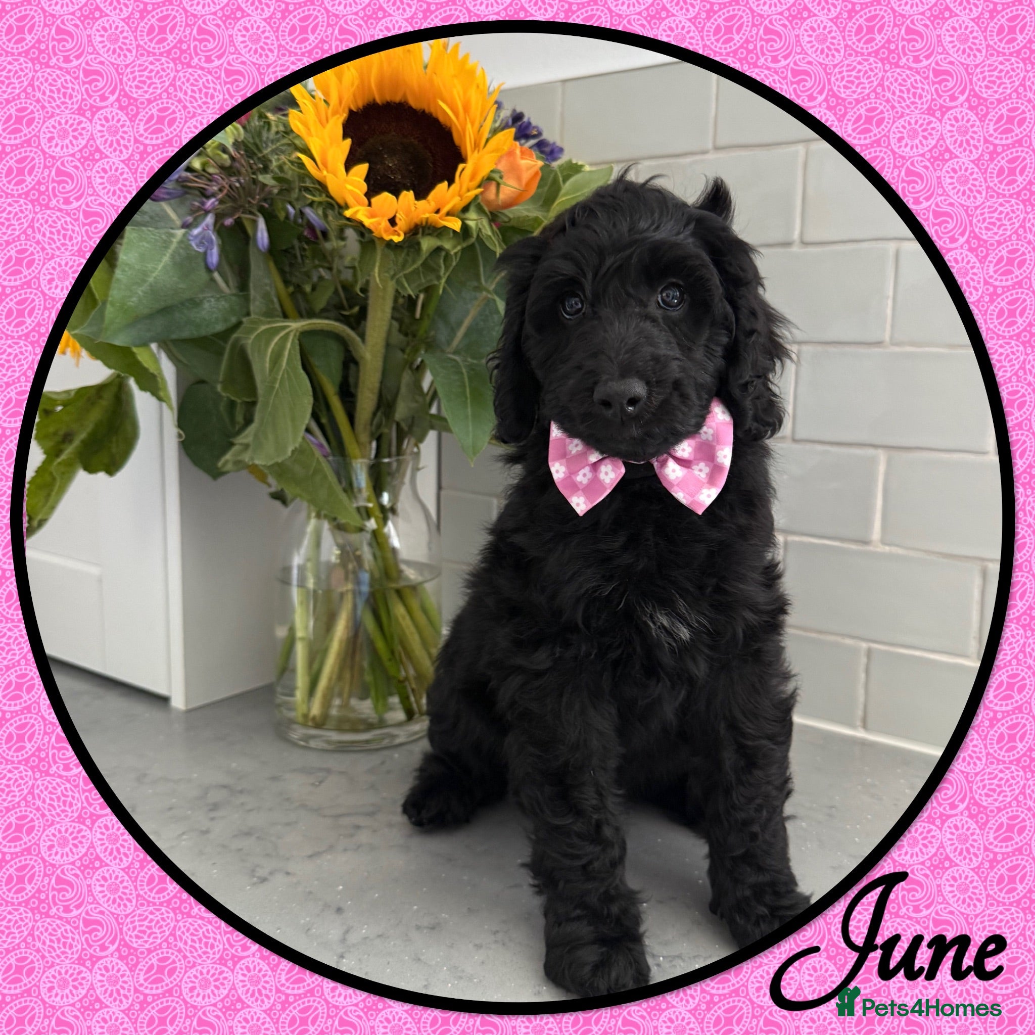 Labradoodle dogs 💐CAN STAY FOR HOLIDAYS💐RARE OPPORTUNITY💐 - Advert 1