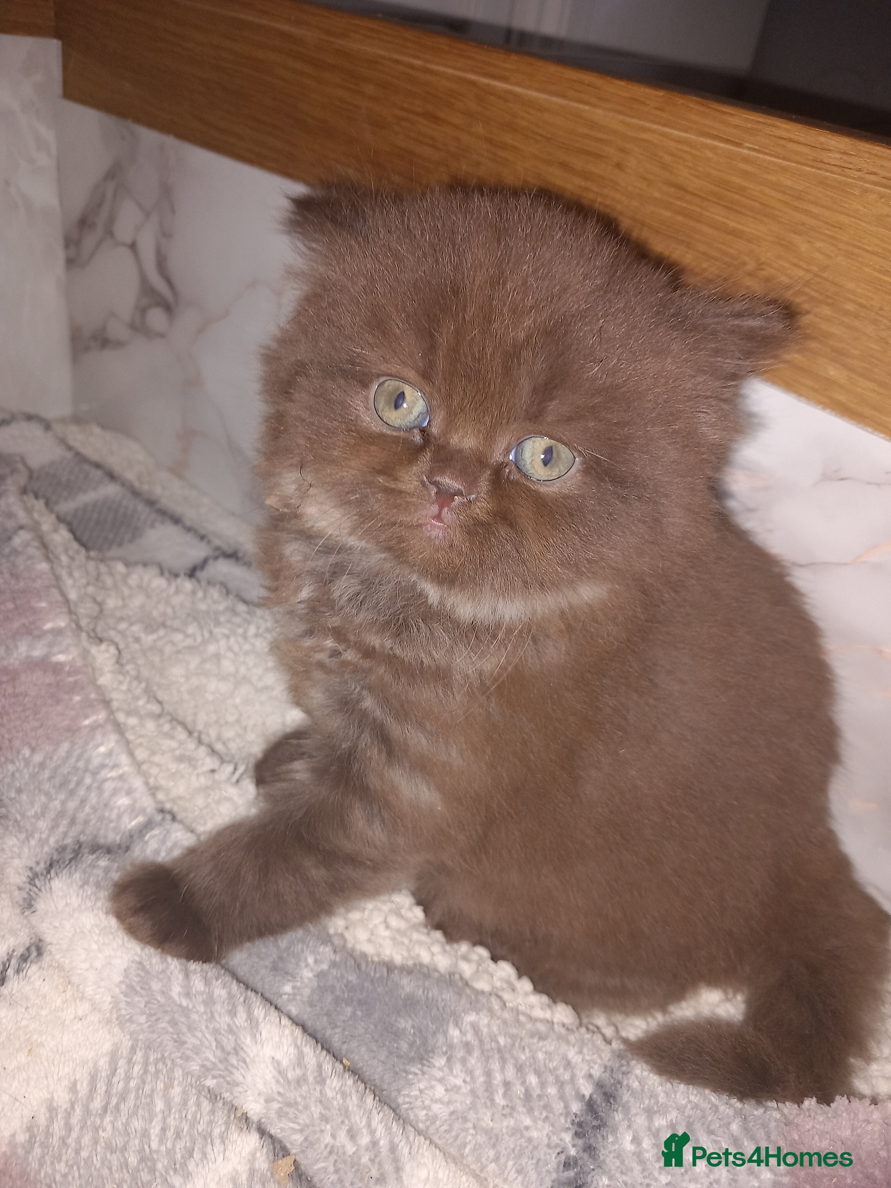 British Shorthair cats Chocolate BSH  - Advert 2