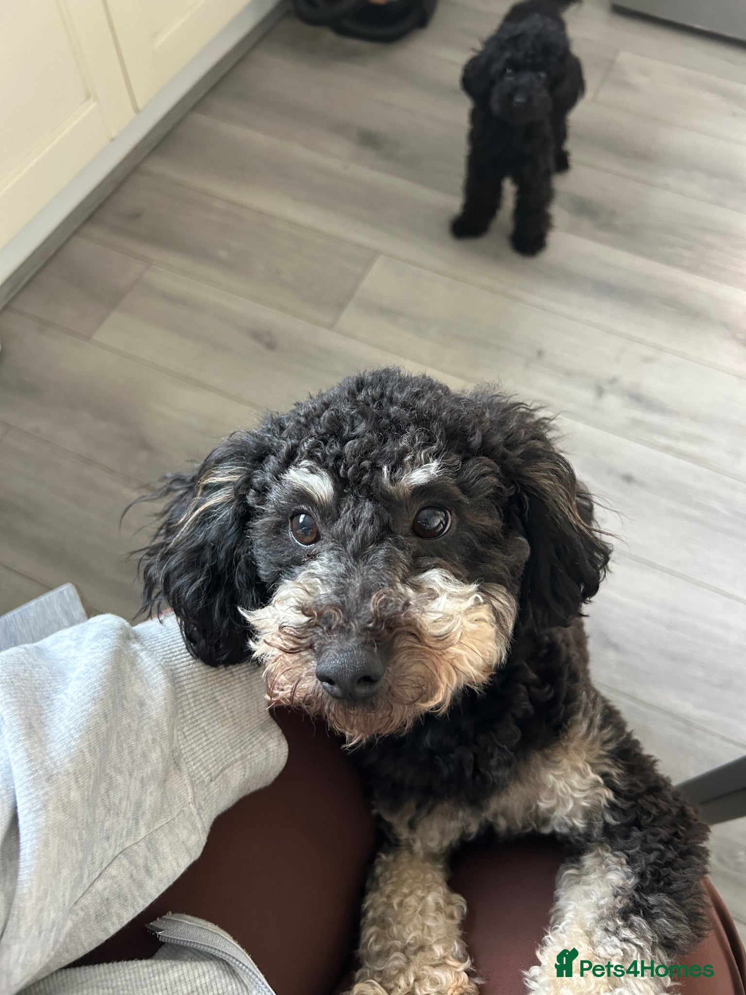 Toy Poodle dogs KC registered toy poodle MALE - Advert 17
