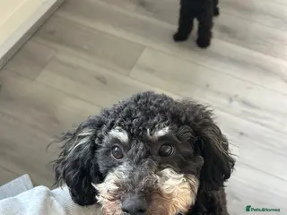 Toy Poodle dogs KC registered toy poodle MALE - Advert 17