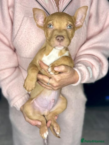 Mixed Breed dogs - Advert 12