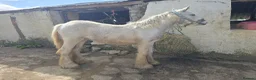 Irish Cob horses for sale: super friendly TGCA filly - Advert 20