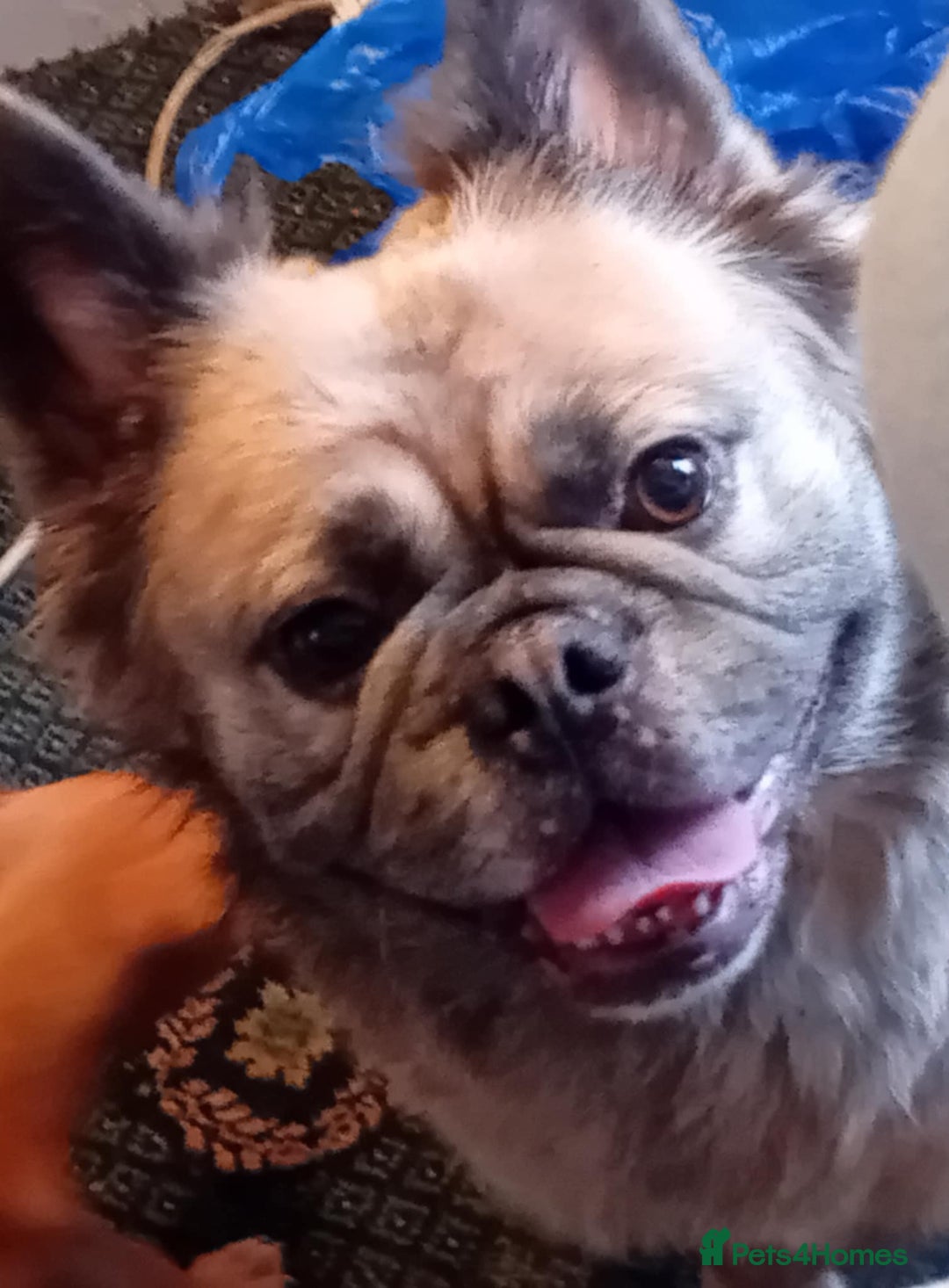 French Bulldog dogs for sale: Fluffy French bulldog  - Image 3