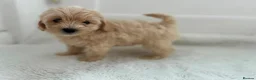 Maltipoo dogs for sale: Adorable Maltipoo Puppies  - Advert 4
