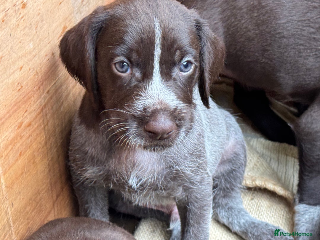 German Wirehaired Pointer dogs for sale: German Wire-haired Pointers of sale - Image 12