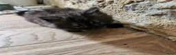 British Longhair cats for sale: British SH/Persian pretty kitten pedigree parents - Advert 4