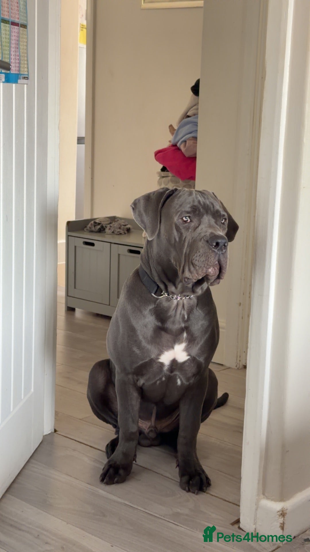 Cane Corso dogs Cane corso 7 months old - Advert 6