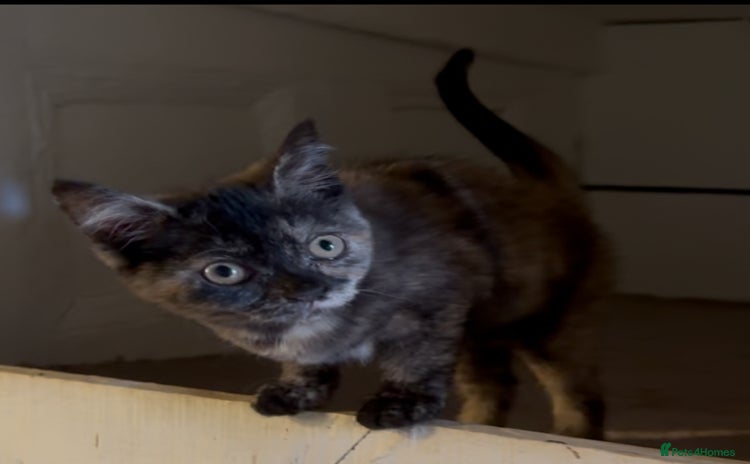 Mixed Breed cats in Grays - Advert 2