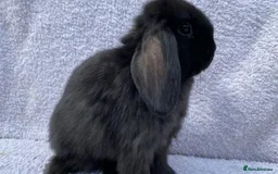 Mini Lop rabbits for sale: Stunning babies various ages vaccinated  - Advert 10