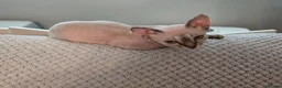 Devon Rex cats for sale: READY NOW Super loving Devon Rex - Advert 6