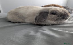 Mini Lop rabbits for sale: 2 female 1 male to be rehomed  - Image 2