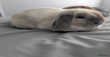 Mini Lop rabbits - Advert 3