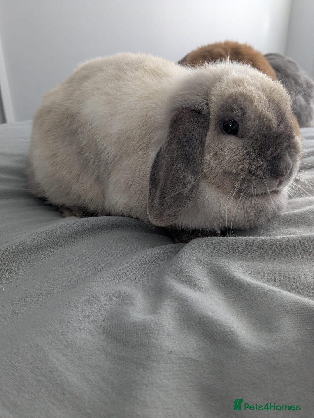 Mini Lop rabbits for sale: 2 female 1 male to be rehomed  - Image 2