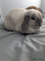 Mini Lop rabbits - Advert 9