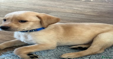 Labrador Retriever dogs - Advert 1