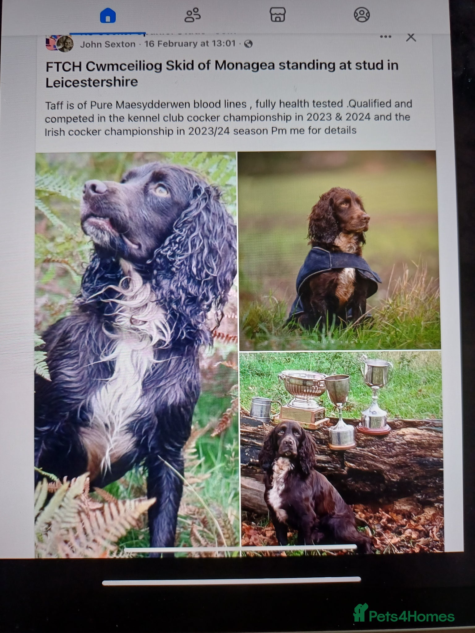 Cocker Spaniel dogs 1 MALE  AVAILABLE  COCKER PUPS  - Advert 5