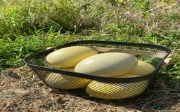 Mixed Breed livestock for sale: White Rhea Chicks & Hatching Rhea Eggs - Image 7