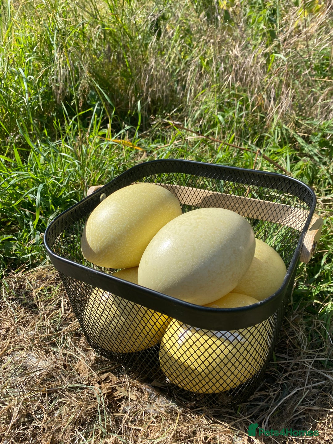 Mixed Breed livestock for sale: White Rhea Chicks & Hatching Rhea Eggs - Image 7