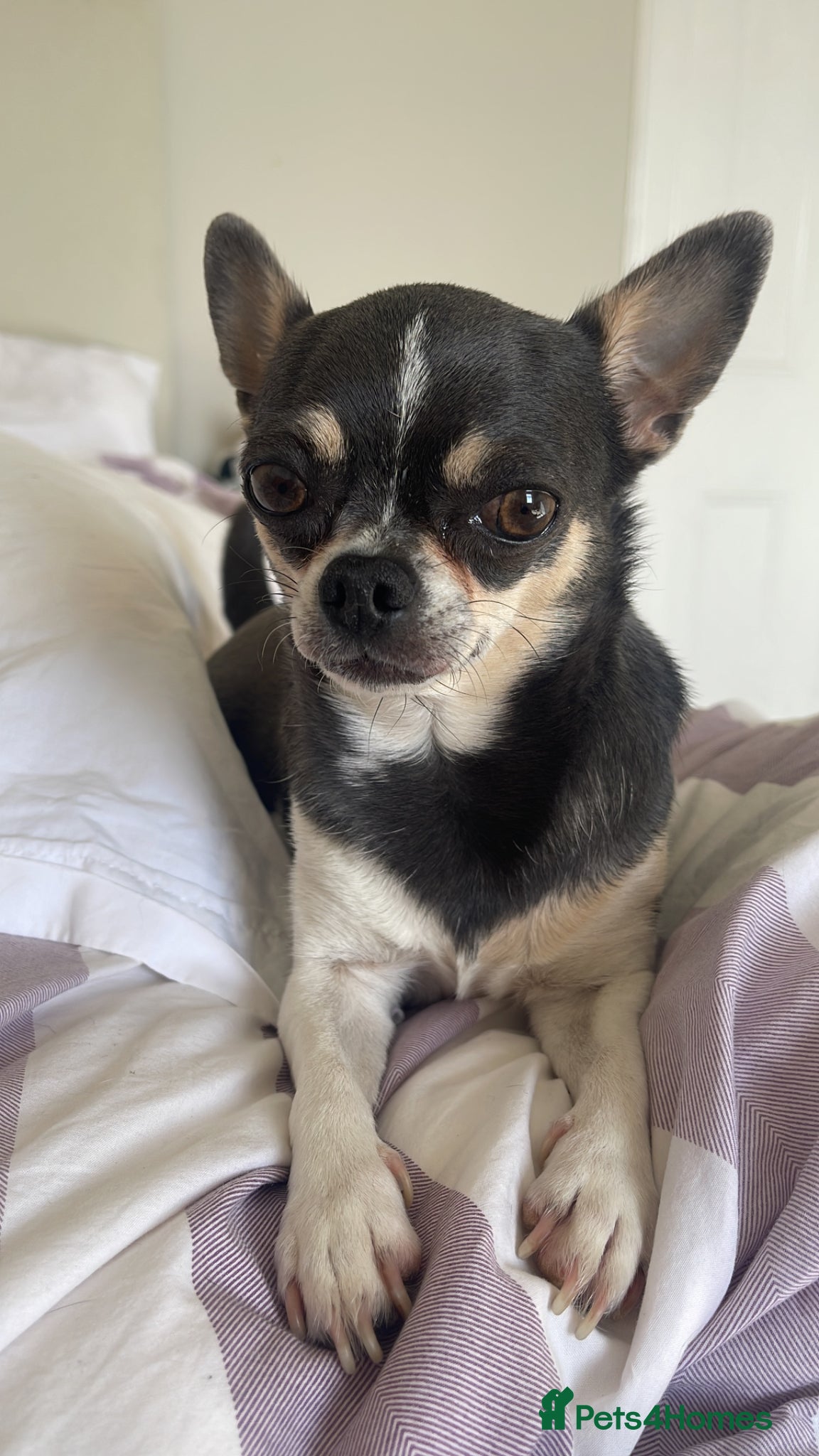 Chihuahua dogs Purebred smooth coat Chihuahua puppies  - Advert 1