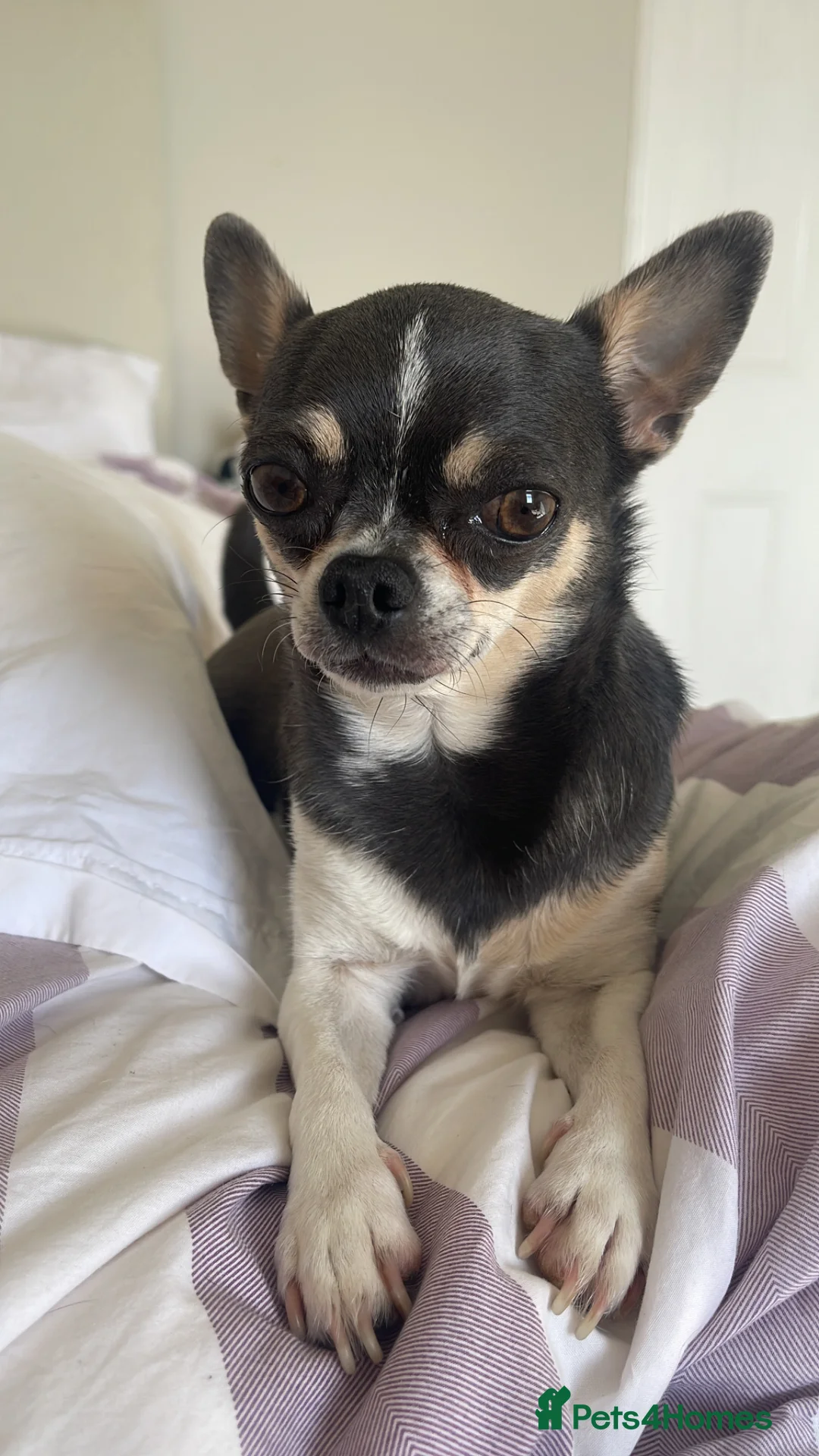 Chihuahua dogs for sale: Purebred smooth coat Chihuahua puppies  - Advert 1