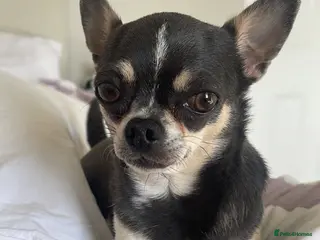 Chihuahua dogs Purebred smooth coat Chihuahua puppies - Advert 1