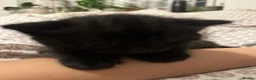 Domestic Shorthair cats for sale: 4 Kittens in Dunmow - Advert 3