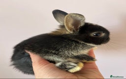 Netherland Dwarf rabbits for sale: Stunning pure bred Netherlands dwarf kits  - Image 8