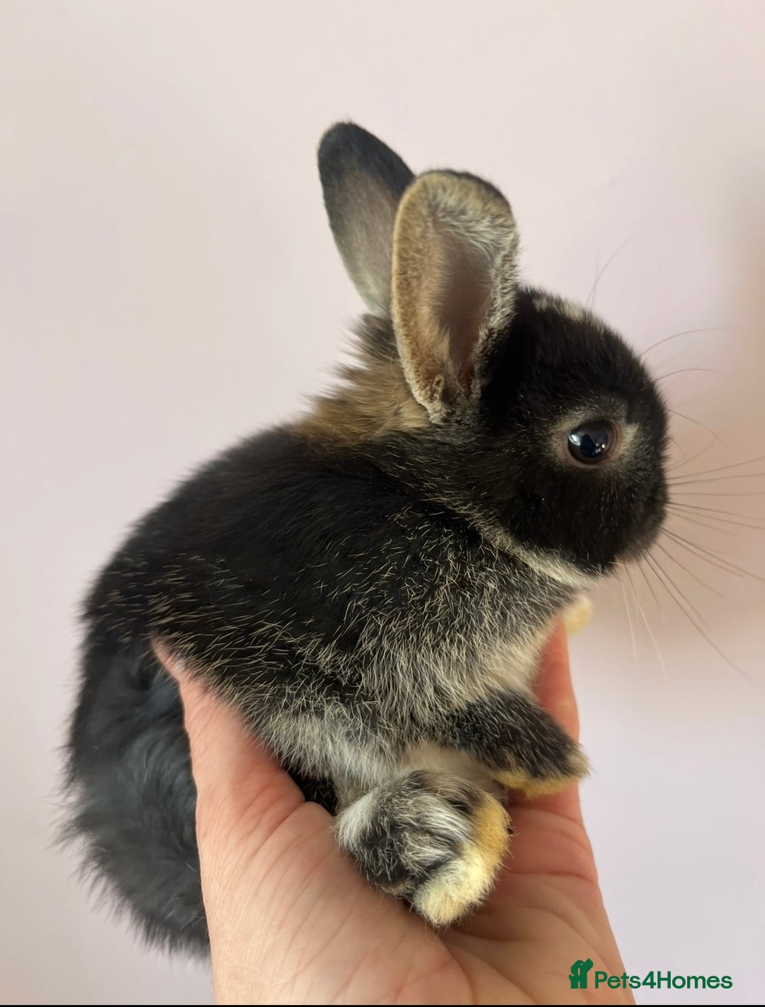 Netherland Dwarf rabbits for sale: Stunning pure bred Netherlands dwarf kits  - Image 8