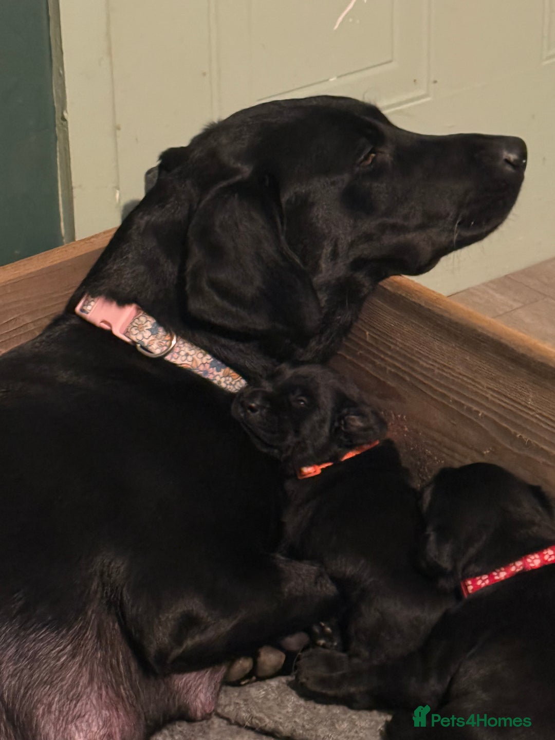 Labrador Retriever dogs for sale: 2 Beautiful Labrador Girls  - Advert 7