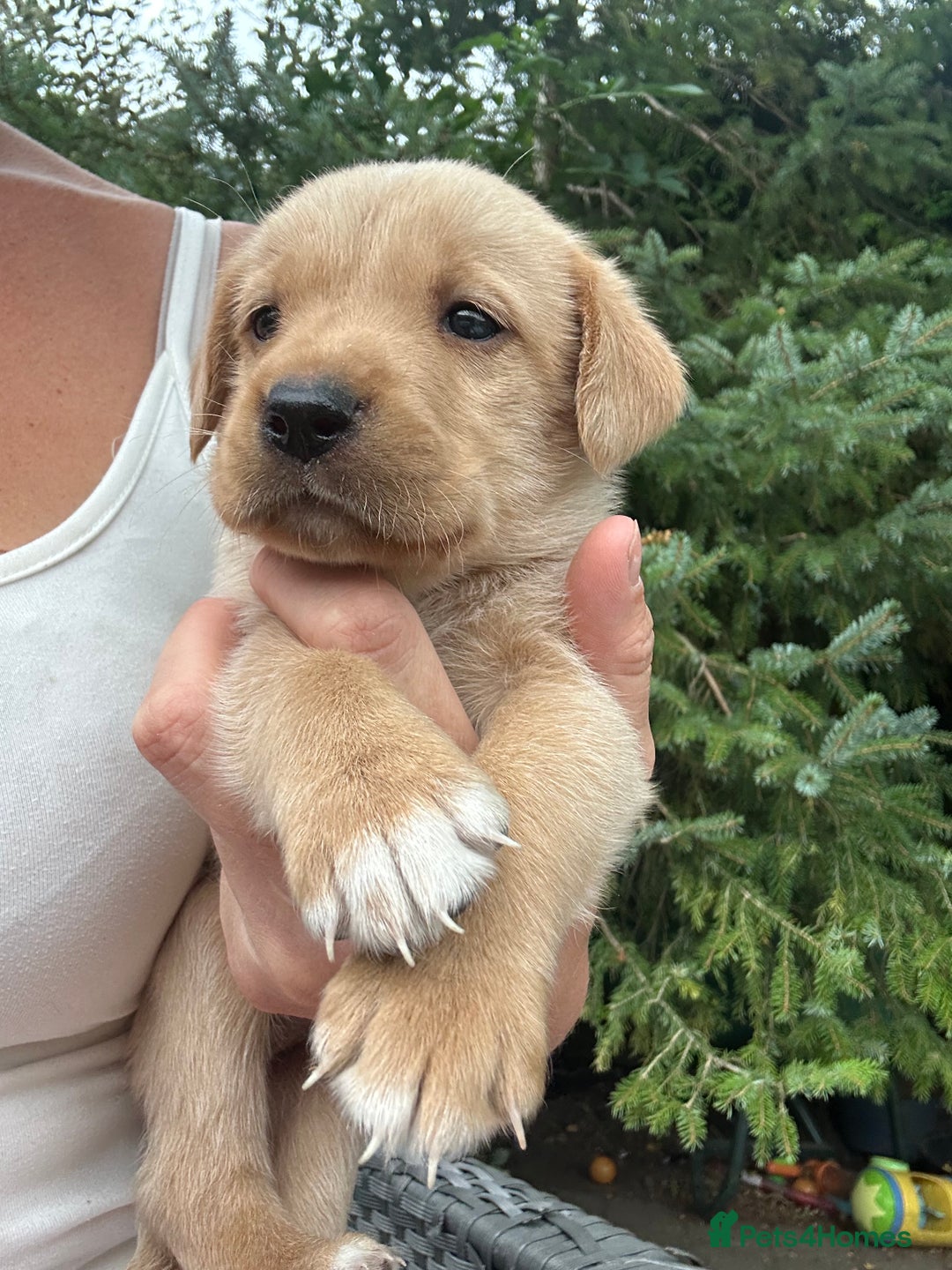 Mixed Breed dogs for sale: 3/4 Labrador 1/4 German wired hair pointer  - Image 10