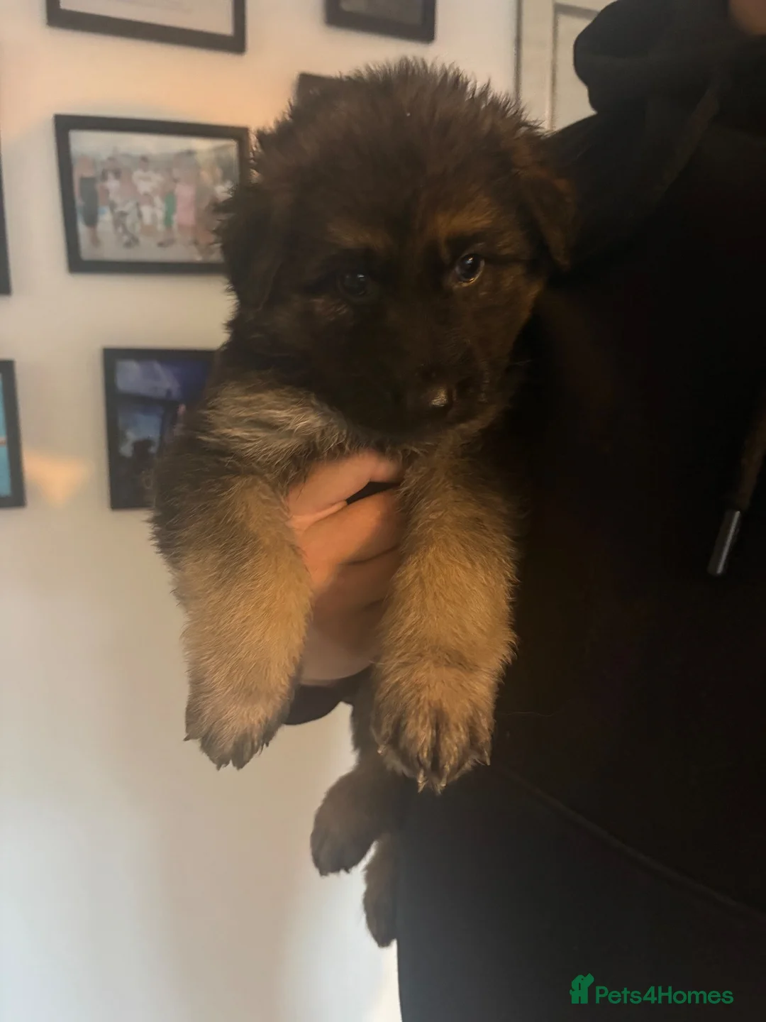 German Shepherd dogs for sale: Long haired German shepherd puppies  - Advert 1