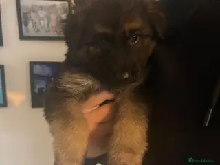 German Shepherd dogs Long haired German shepherd puppies - Advert 2