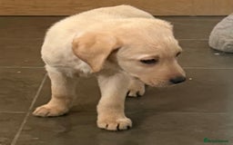 Labrador Retriever dogs for sale: Golden Labrador puppy’s  - Image 5