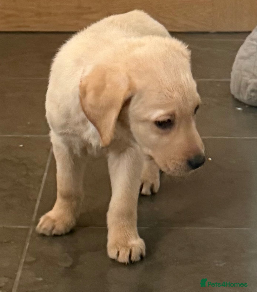 Labrador Retriever dogs for sale: Golden Labrador puppy’s  - Image 5