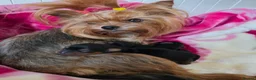 Yorkshire Terrier dogs for sale: Tiny Yorkshire terrier puppies🐶♥️💙💚 - Advert 11