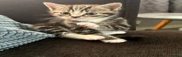 Mixed Breed cats for sale: 2 gorgeous male kittens  - Advert 4