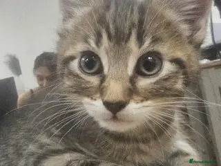 Aegean cats beautiful greek aegan kittens two males & one girl - Advert 1