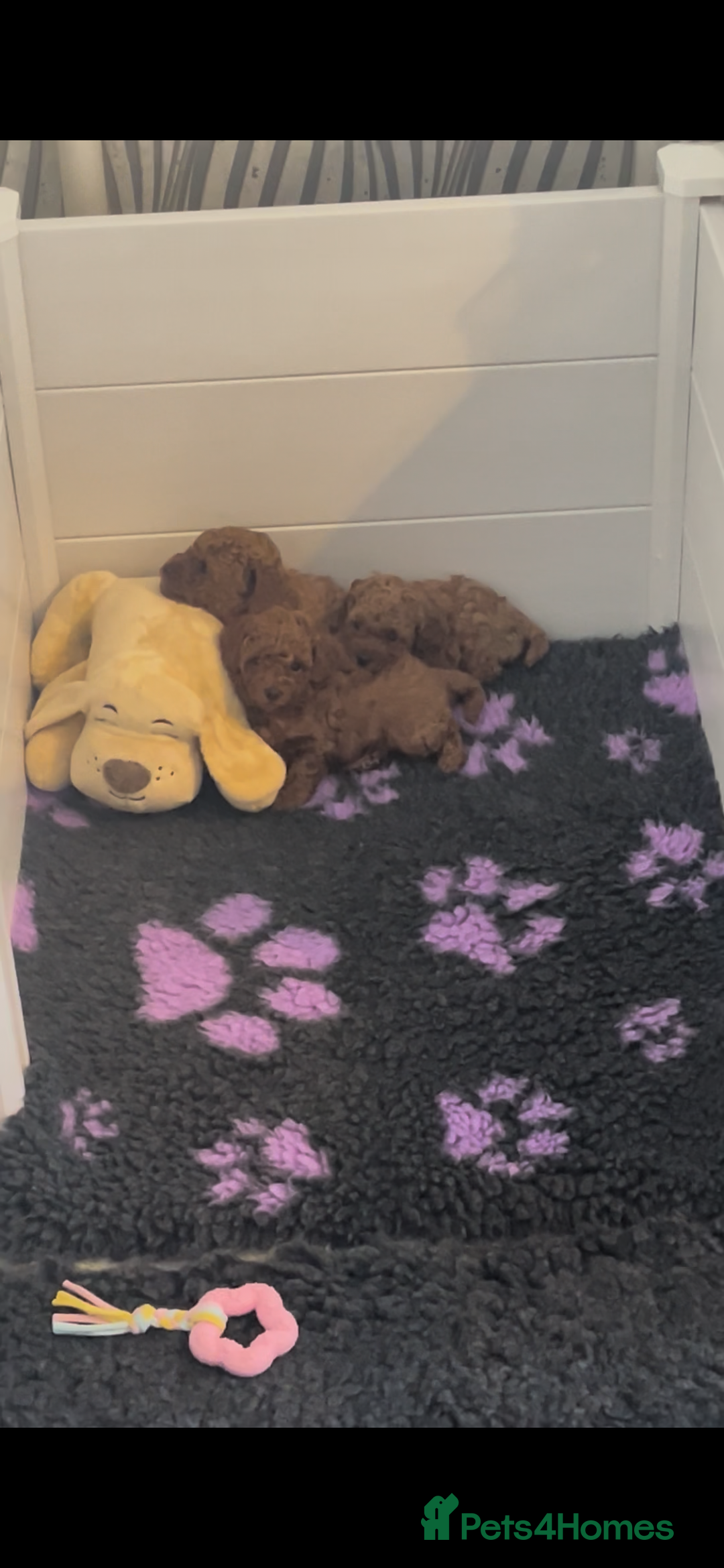 Toy Poodle dogs for sale: Perfect red toy poodle girl needs forever family - Image 11