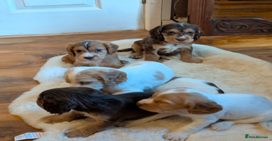 Cocker Spaniel dogs - Advert 3