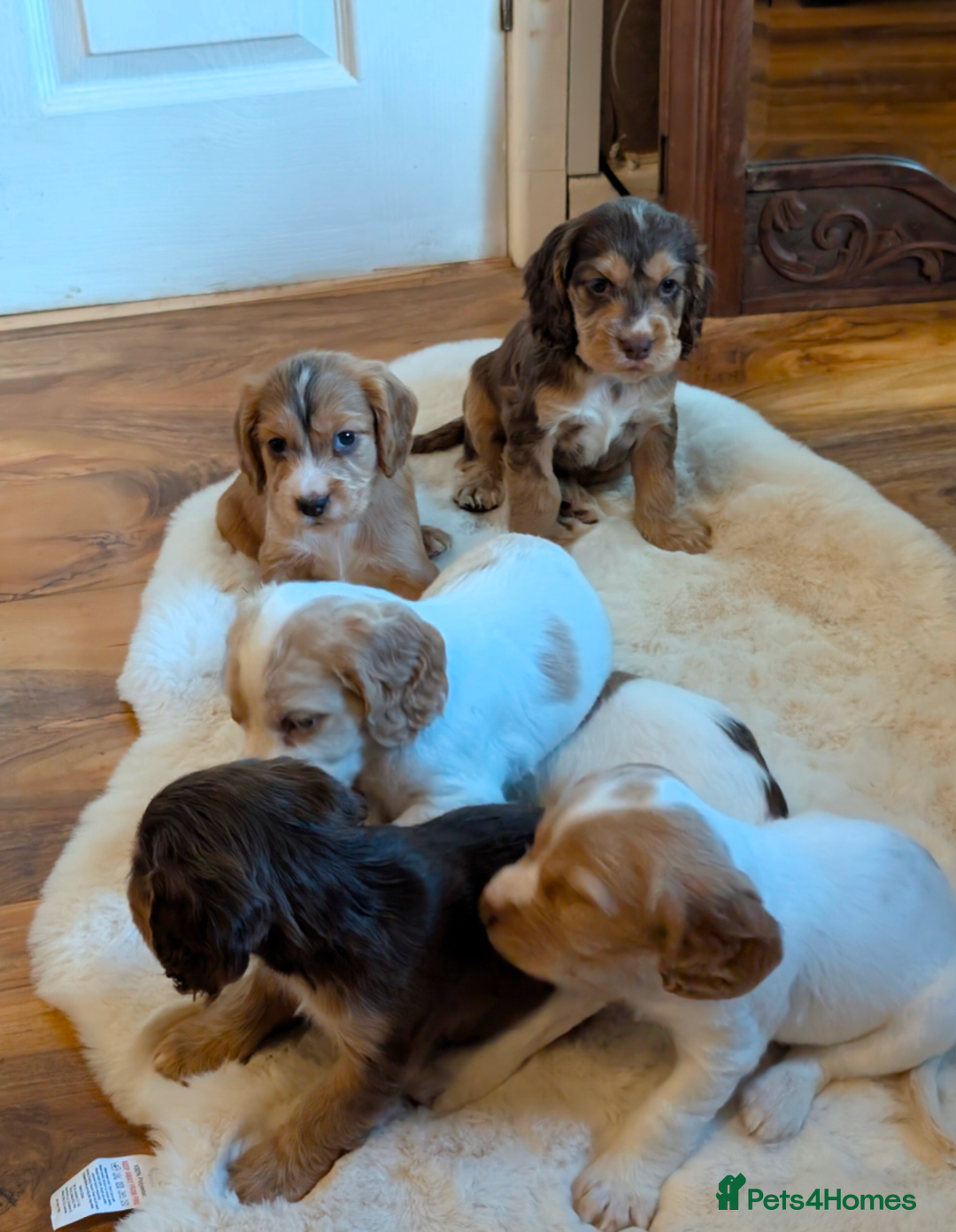 Cocker Spaniel dogs for sale: Beautiful cocker spaniel pups  - Image 6
