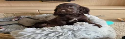 Cocker Spaniel dogs for sale: Working Type Cocker Spaniels - Advert 5